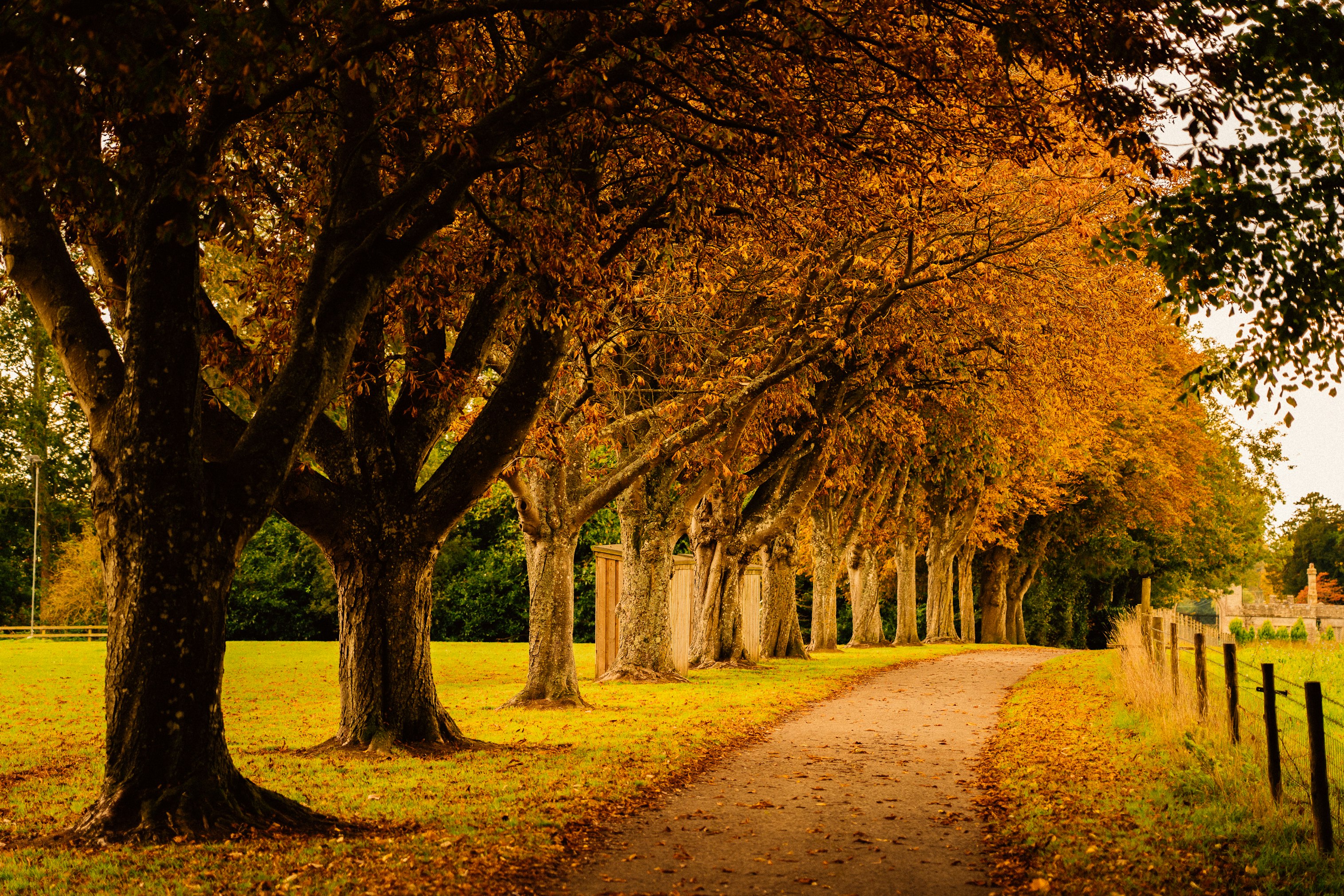 brown pathway between trees during daytime